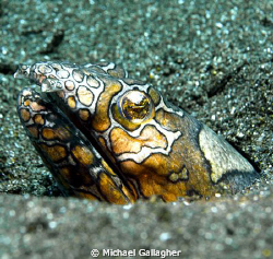 Clown snake eel lurking in the sand near Tulamben, Bali. ... by Michael Gallagher 
